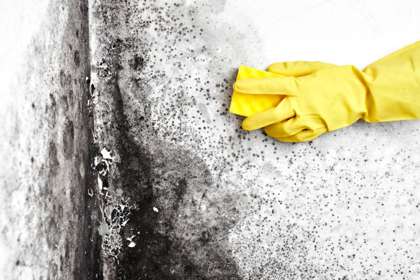 Best Mold Removal Near Me  in Wyandotte, MI