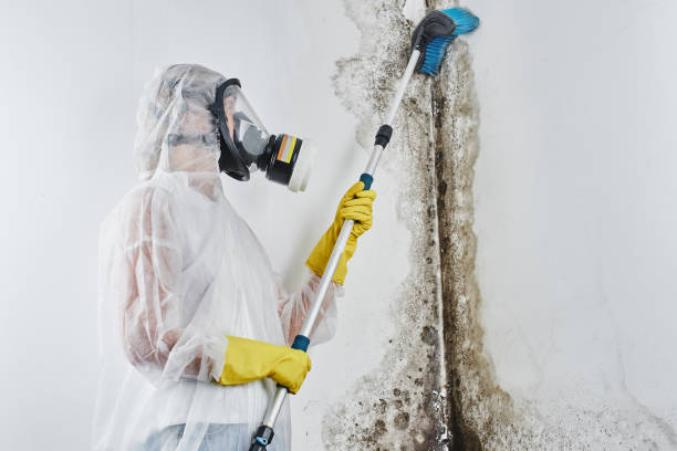 Best Certified Mold Removal  in Wyandotte, MI
