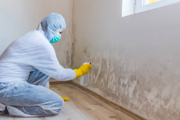 Best Certified Mold Removal  in Wyandotte, MI