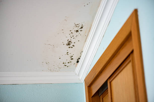 Reliable Wyandotte, MI Mold Removal Solutions