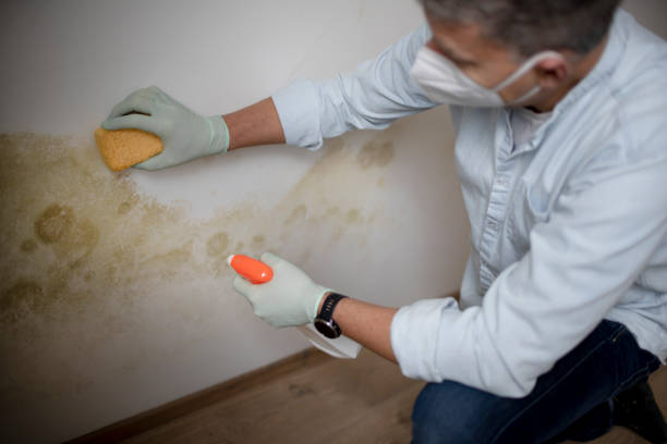 Best Toxic Mold Removal  in Wyandotte, MI