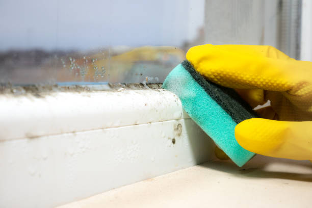 Best Emergency Mold Removal  in Wyandotte, MI