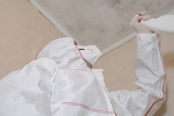 Best Black Mold Removal  in Wyandotte, MI