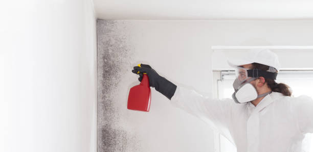 Office Mold Removal Services in Wyandotte, MI