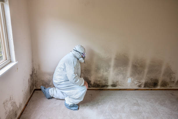 Trusted Wyandotte, MI Mold Removal Experts