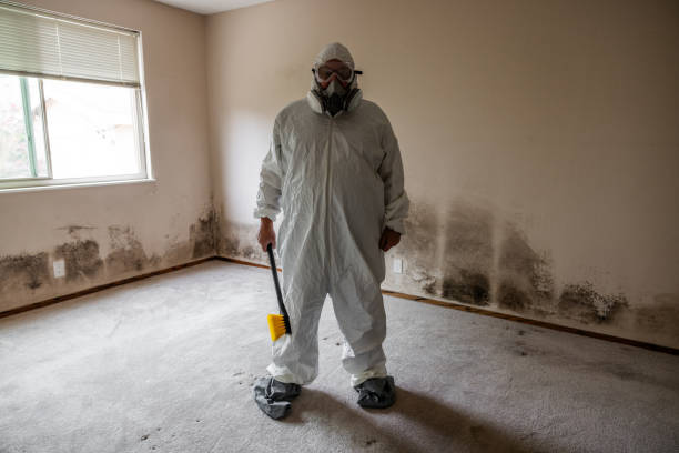 Best Fast Mold Removal  in Wyandotte, MI