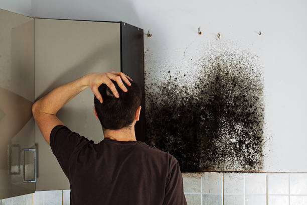 Best Mold Removal Company Near Me  in Wyandotte, MI