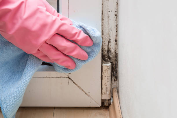 Best Mold Remediation Services  in Wyandotte, MI